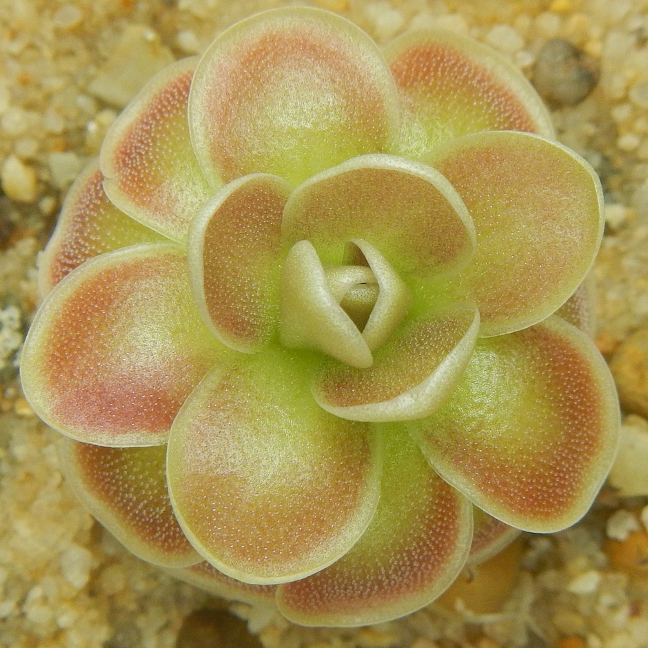 Pinguicula jaumavensis