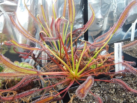 Drosera capensis - Montagu Pass, South Africa