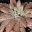 Pinguicula agnata x gypsicola