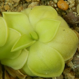 Pinguicula moranensis - Valle de Bravo, Estado de Mexico, Mexico